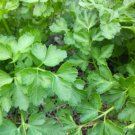 Plain Parsley 400 Seeds Fresh
