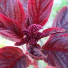Amaranthus Red Garnet 500 Seeds Fresh