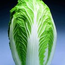 China Express Chinese Cabbage 25 Seeds Fresh
