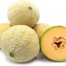 Athena Cantaloupe 25 Seeds Fresh