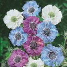 House Hybrid Scabiosa 25 Seeds Fresh