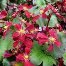 Purple Robe Saxifrage 25 Seeds Fresh
