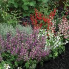 Summer Jewel Mix Salvia 40 Seeds Fresh
