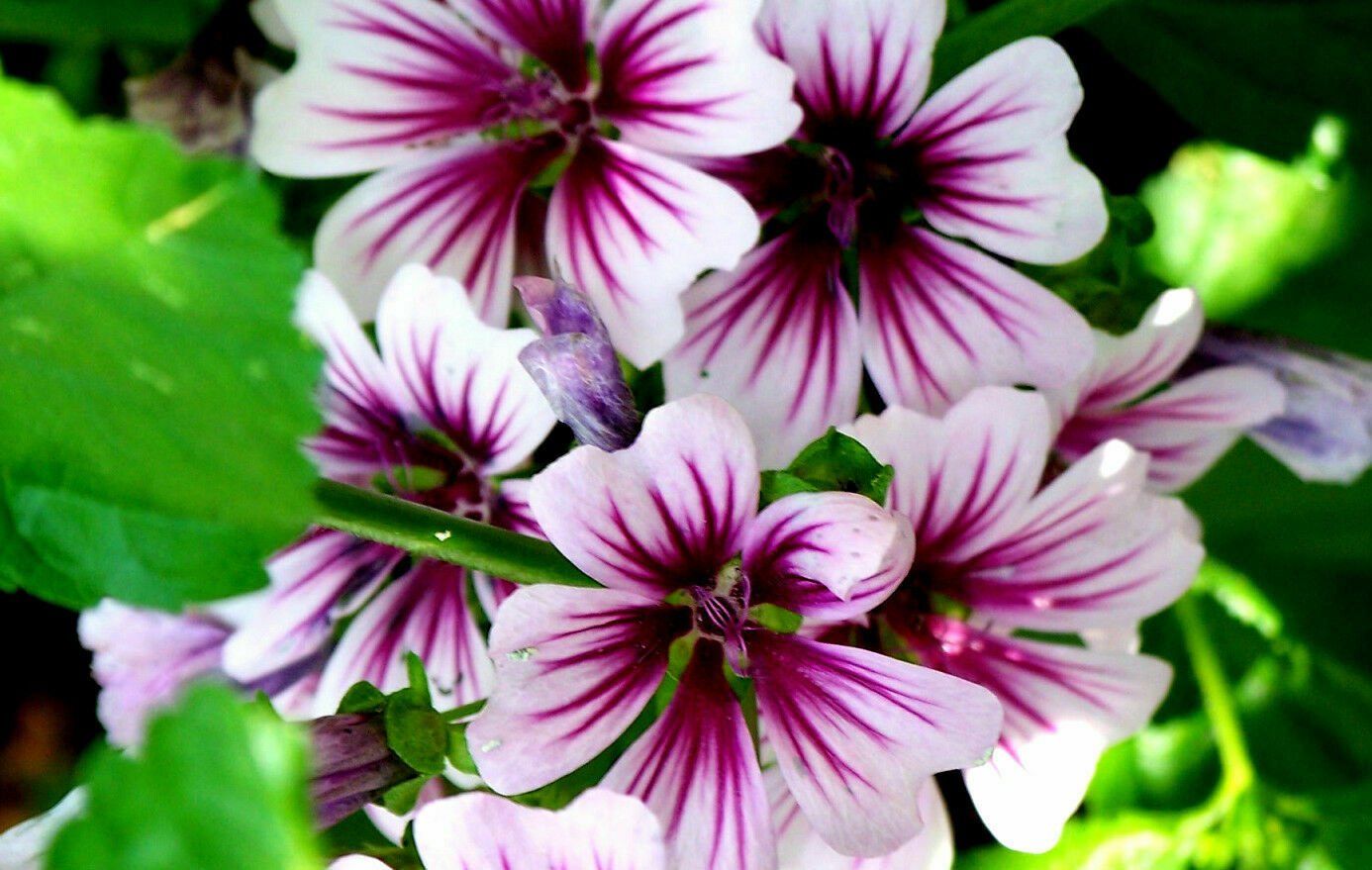 Malva Zebrina 40 Seeds Fresh