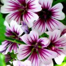 Malva Zebrina 40 Seeds Fresh