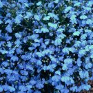 Cambridge Blue Lobelia 50 Seeds Fresh