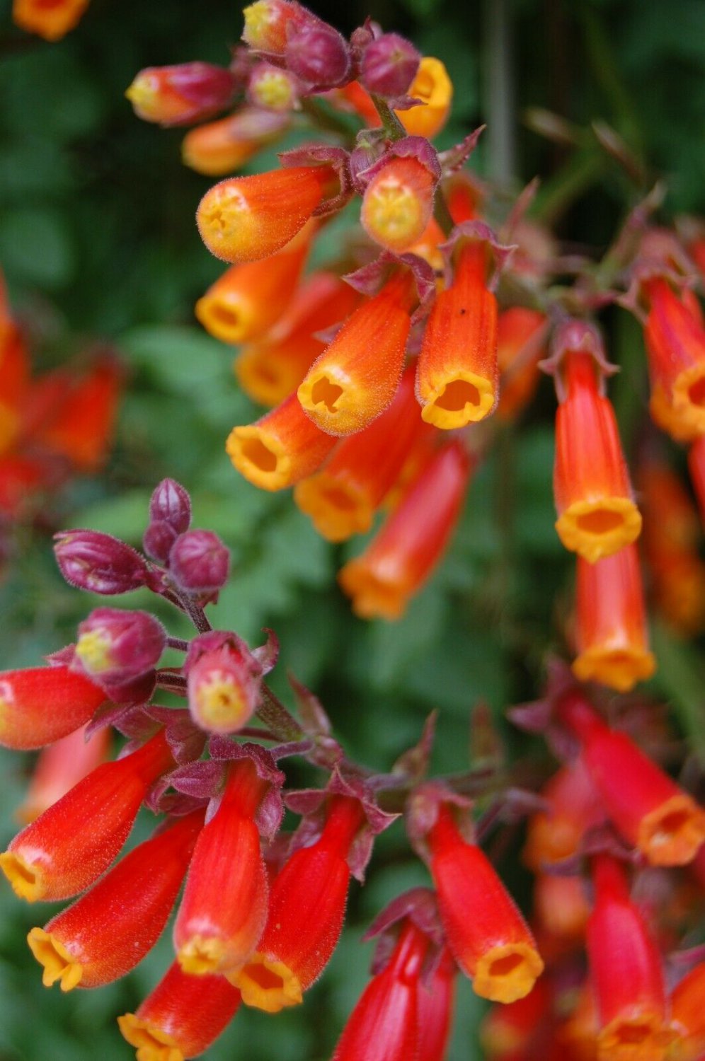 Eccremcarpus flower unique 25 Seeds Fresh