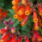 Eccremcarpus flower unique 25 Seeds Fresh