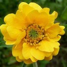Geum Lady Stratheden 40 Seeds Fresh