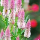 Flamingo Feather Pink & White Celosia 40 Seeds Fresh