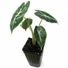 Elephant Ear Mandalay Alocasia Elephant Ear 3-Inch