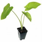 Elephant Ear Lime Zinger Xanthosoma Aurea 3-Inch