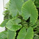 King Elephant Ear Live Plant Alocasia Borneo 3-Inch