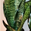 Sanseveria Snake 4-Inch Plant Superba Robusta Impossible to kill