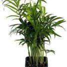Chamaedorea Elegans Bella Victorian Parlor Plant 4-Inch