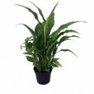 Spathyphyllium Peace Lily Plant 4-Inch