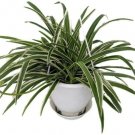 Spider Reverse Variegated 4-Inch easy to Grow