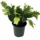 Christmas Cactus Zygocactus Red Live 4-Inch easy to Grow