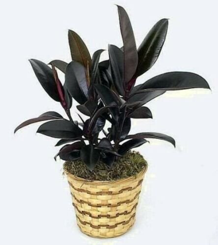 Ficus Burgundy India Rubber Live 4-Inch easy to Grow