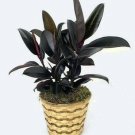 Ficus Burgundy India Rubber Live 4-Inch easy to Grow