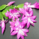 Zygocactus Lavender Christmas Cactus 4-Inch easy to Grow