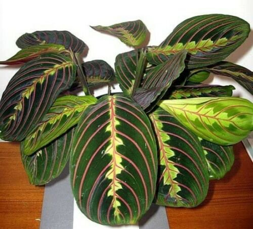 Maranta Red Prayer 4-Inch easy to Grow