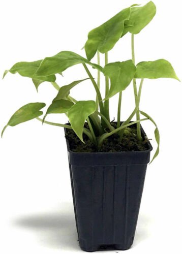 Maranta Red Prayer 4-Inch easy to Grow