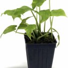Maranta Red Prayer 4-Inch easy to Grow
