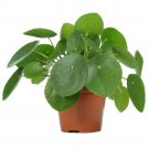 Pilea Peperomioides UFO Chinese Money 4-Inch easy to Grow