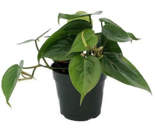 Philodendron Cordatum Heart Leaf 4-Inch easy to Grow