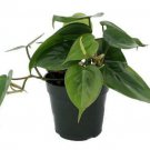 Philodendron Cordatum Heart Leaf 4-Inch easy to Grow