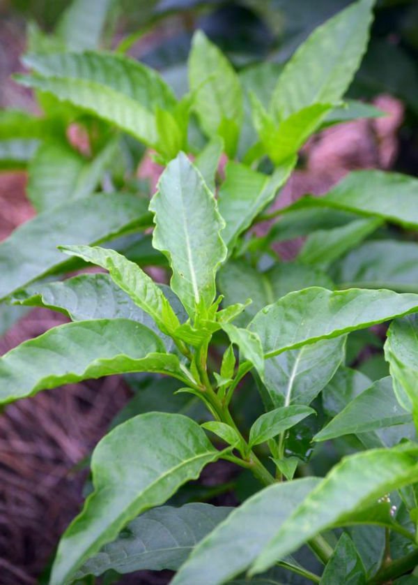 Gynura Procumbens Longevity Spinach 4-Inch easy to Grow