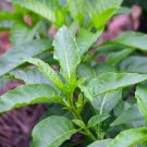 Gynura Procumbens Longevity Spinach 4-Inch easy to Grow