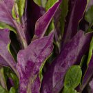 Gynura Procumbens Longevity Spinach 4-Inch easy to Grow