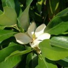 Magnolia Silver Mist Sweetbay Magnolia Virginiana 3-Inch