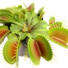 Carnivorous Venus Flytrap Live Plant 3-Inch