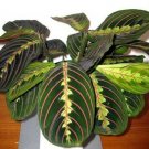 2 Red Prayer Plant Maranta Live Plant 3-Inch