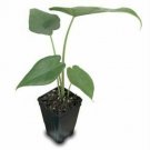 Elephant Ear Alocasia Sumo Live Plant 3-Inch
