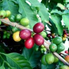 Arabica Coffea Plant Coffee Live Plant 3-Inch