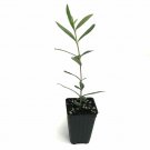 Live Plant 3-Inch Olive Olea Live Tree Leccino Europaea