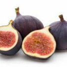 Live Plant 3-Inch Ficus Carica Violette du Bordeaux