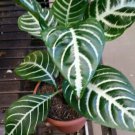 Live Plant 3-Inch Aphelandra Snow White Zebra Plant