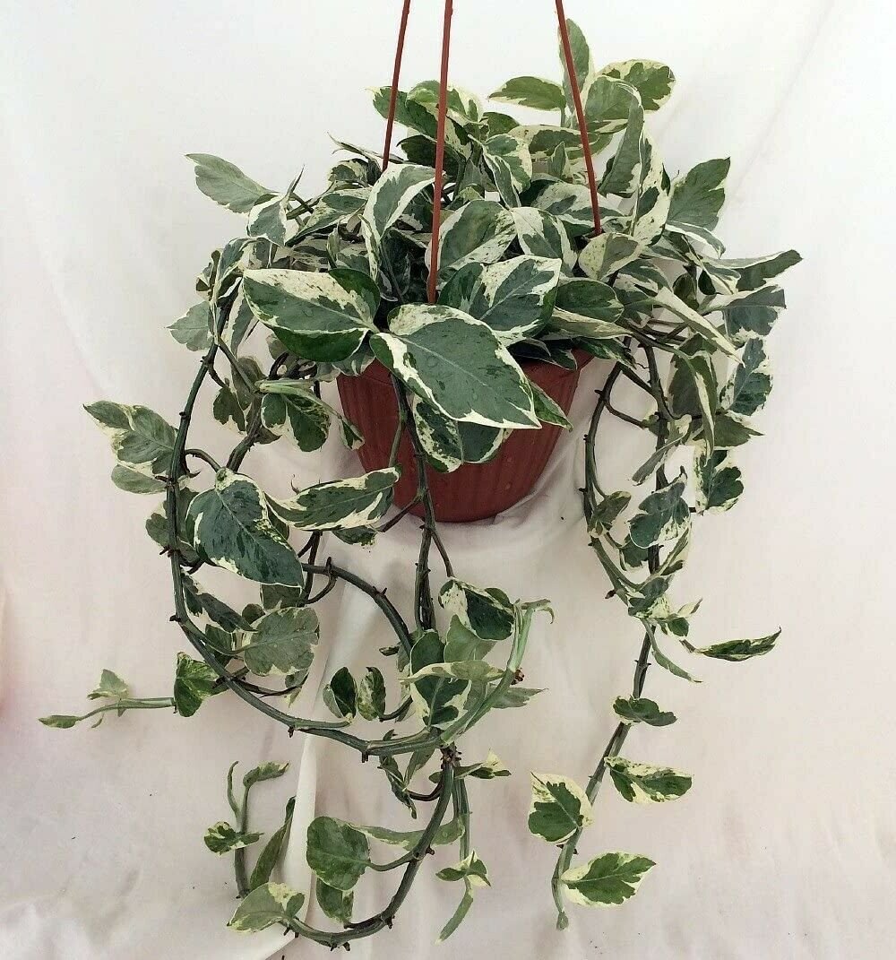 Live Plant 3-Inch Epipremnum Aureum Pearls & Jade Pothos