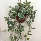 Live Plant 3-Inch Epipremnum Aureum Pearls & Jade Pothos