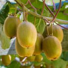 Live Plant 3-Inch Actinidia Deliciosa Male Kiwi