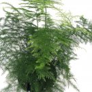 Asparagus Fern Live Plant 4"