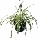 Cleans The Air Ocean Spider Plant Live Plant 4"