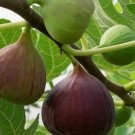 Fig Ficus Ge Neri Italian Plant Live Plant 4"