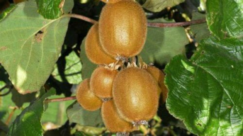 Kiwi Vine Actinidia Chinensis Live Plant 3"