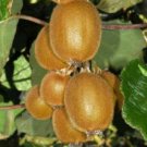 Kiwi Vine Actinidia Chinensis Live Plant 3"